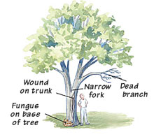 Give your trees a checkup | Garden Gate