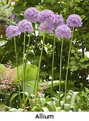 Allium