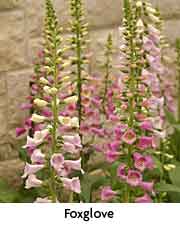 Foxglove