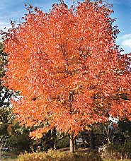 White ash