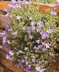 Serbian bellflower