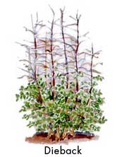 Cold damage symptoms | Garden Gate