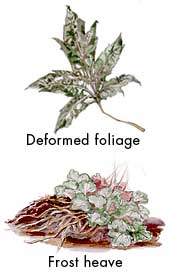 Cold damage symptoms | Garden Gate