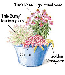Dwarf perennial container