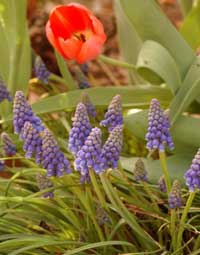 Grape hyacinth