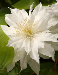 'Gift' zinnia