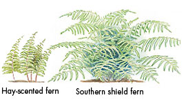 Ferns for sun