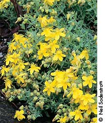 'Shrubby St. John's wort