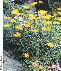 Swordleaf inula