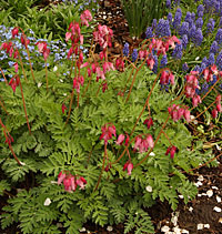 bleeding heart