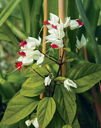 bleeding heart vine