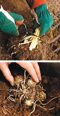 storing calla tubers