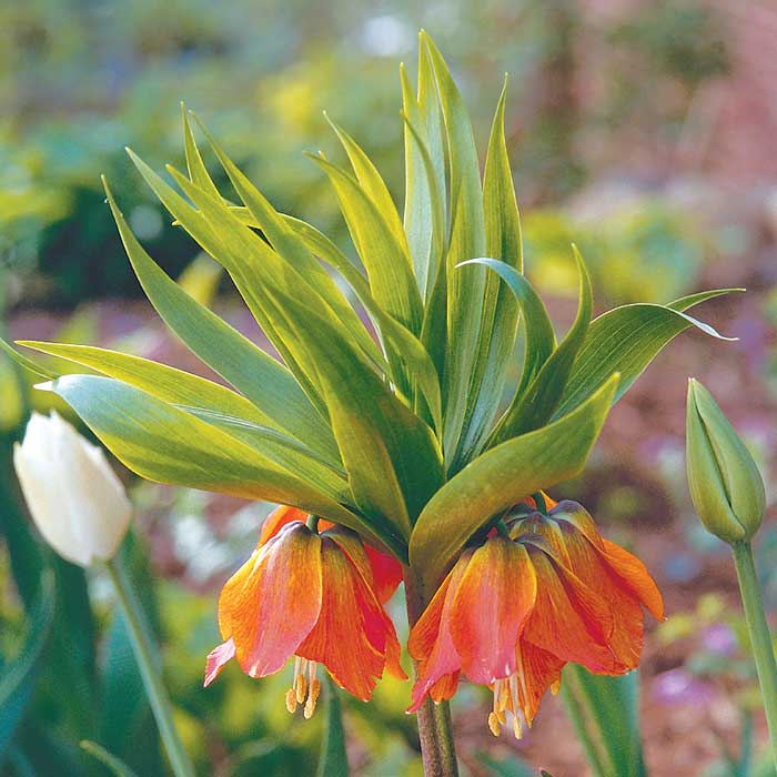 Crown imperial (Fritillaria imperialis)