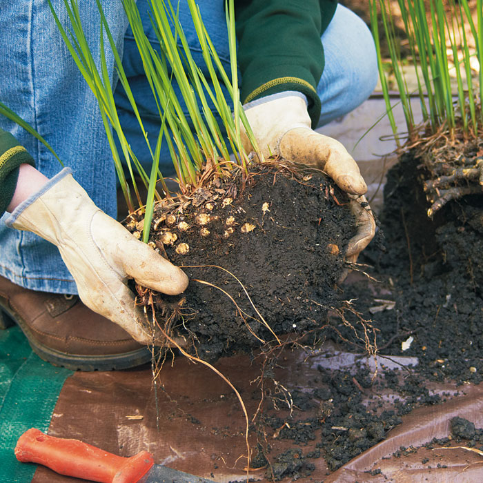 Replant the healthiest parts