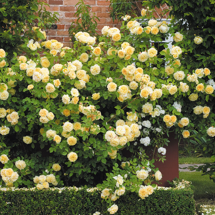 Beauty, fragrance…roses!
