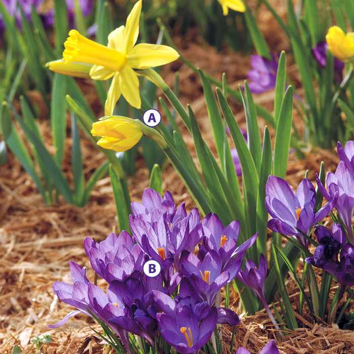 Bright and early bloomers