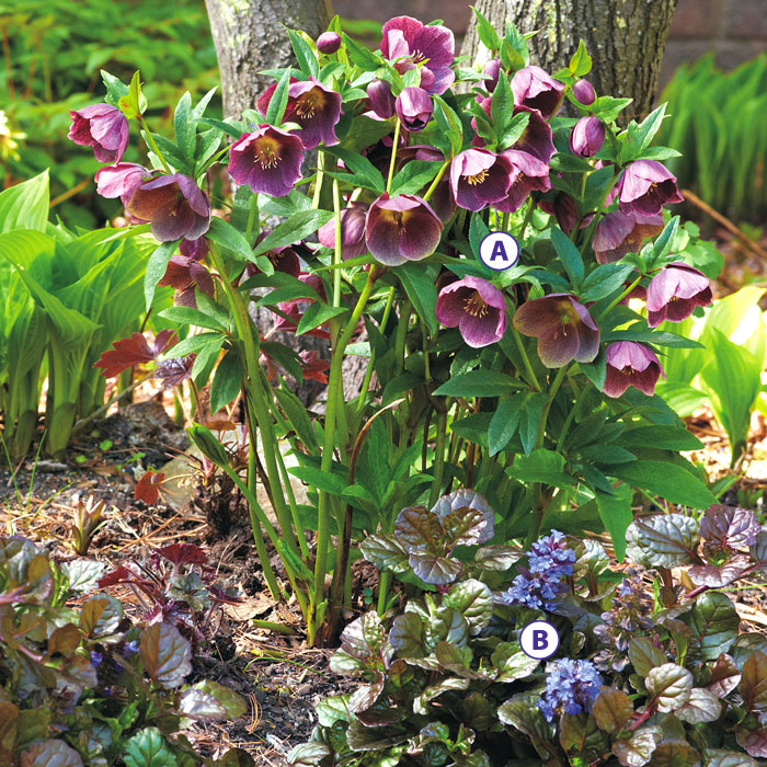 High performing pair