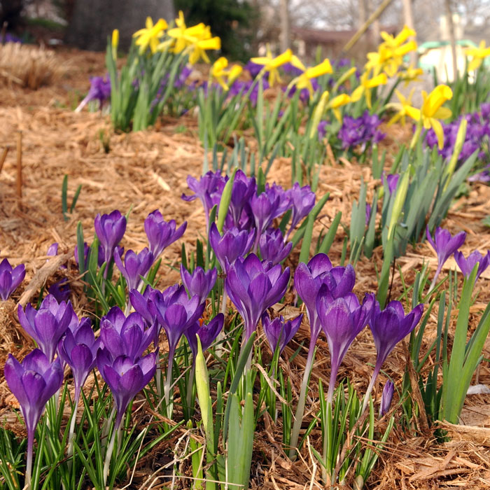 Combos to ring in spring