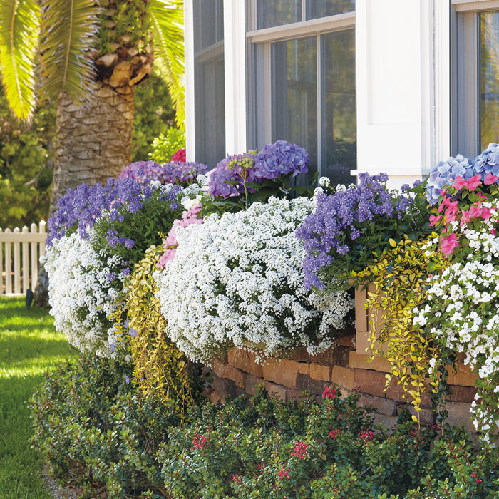 Snow Princess sweet alyssum