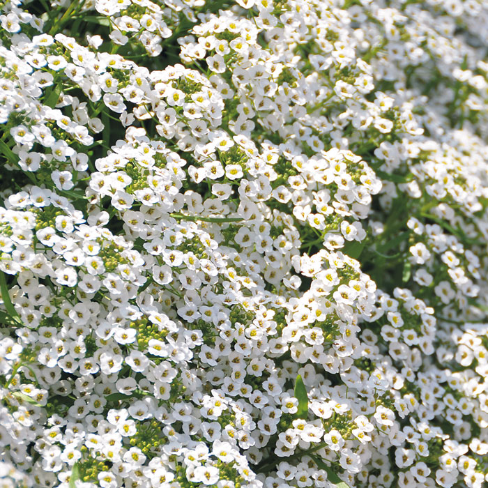 Snow Princess sweet alyssum