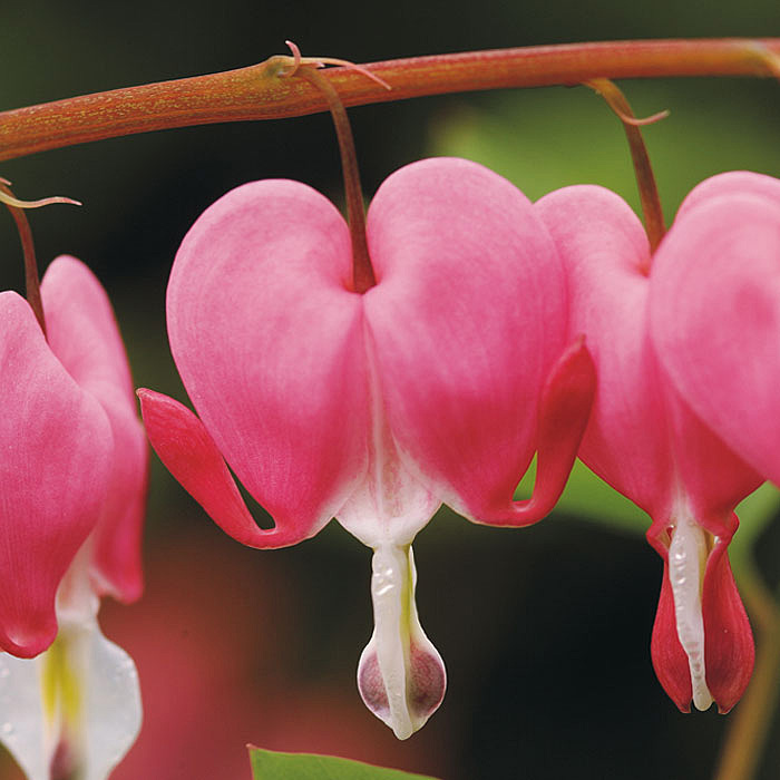 Old-fashioned bleeding heart (Lamprocapnos spectabilis)