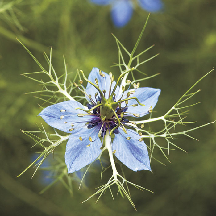 Love-in-a-mist (Nigella damascena)
