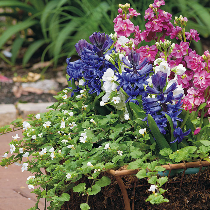 Extra spring sweetness