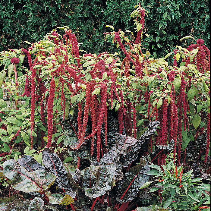 Love-lies-bleeding (Amaranthus caudatus)