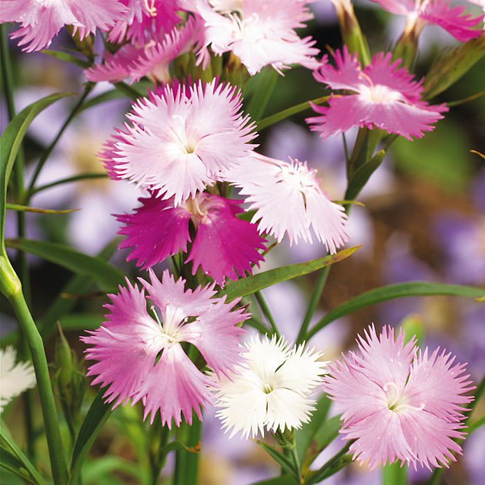 ‘First Love’ Pinks (Dianthus hybrid)