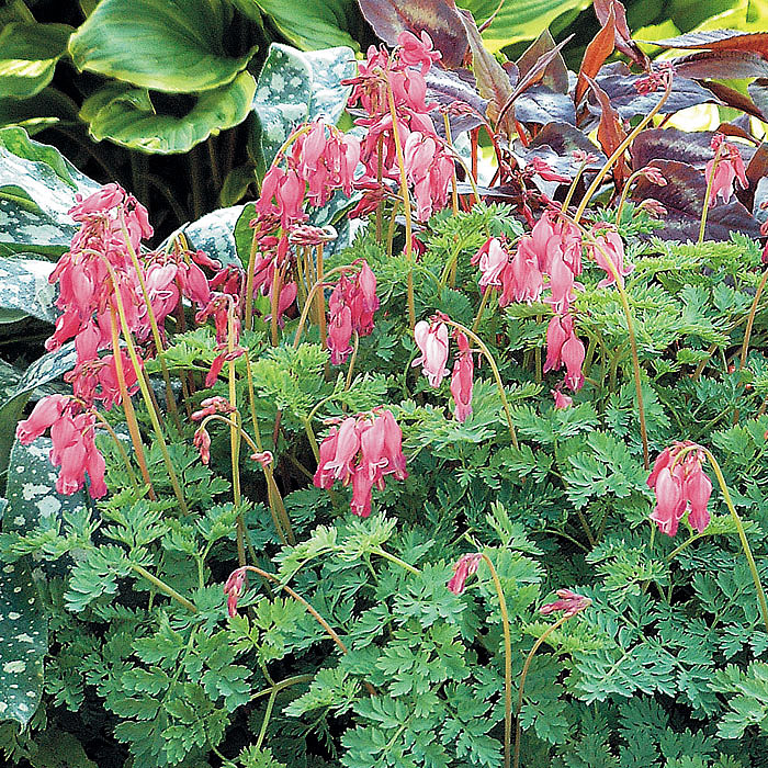 ‘King of Hearts’ Fernleaf bleeding heart (Dicentra hybrid)