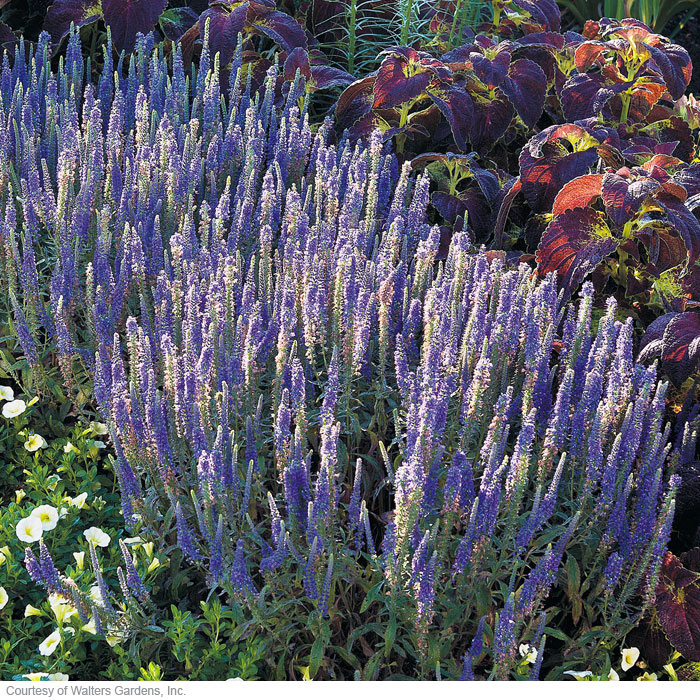 ‘Hocus Pocus’ veronica (Veronica hybrid)