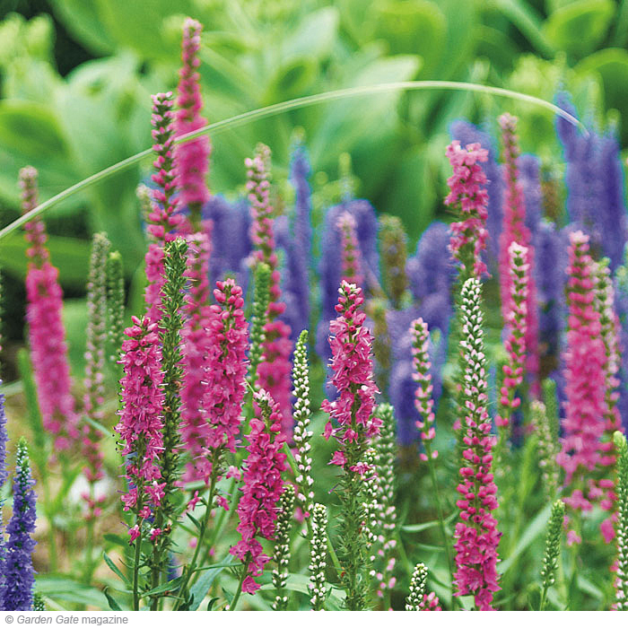 ‘Red Fox’ speedwell (Veronica spicata)