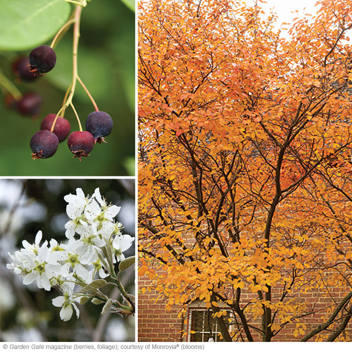 Serviceberry Amelanchier laevis