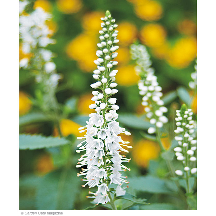 ‘Icicle’ speedwell (Veronica spicata)