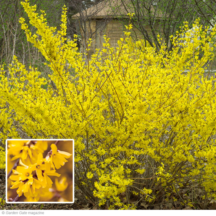 Forsythia Forsythia spp.and hybrids