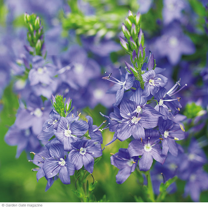 ‘Crater Lake Blue’ Hungarian speedwell (Veronica austriaca teucrium)