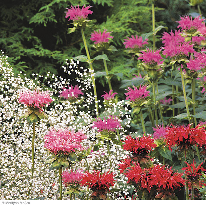 Bee balm  Monarda hybrids