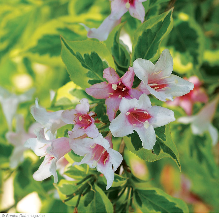 Weigela Weigela florida