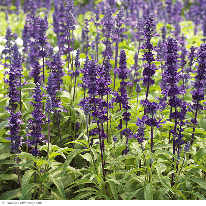 Mealycup sage  Salvia farinacea