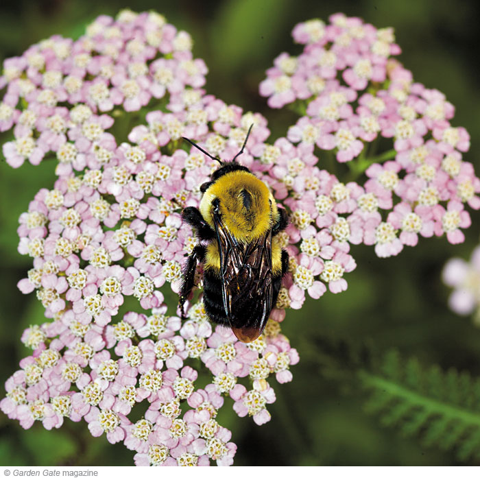 Yarrow  Achillea spp. and hybrids