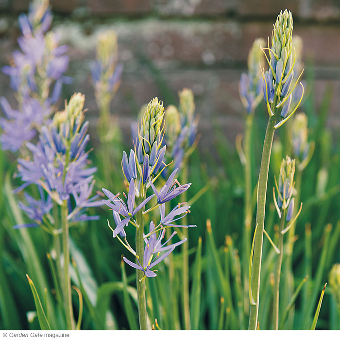Camassia  Camassia quamash