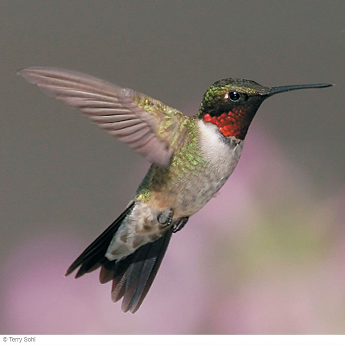 Hummingbird favorites