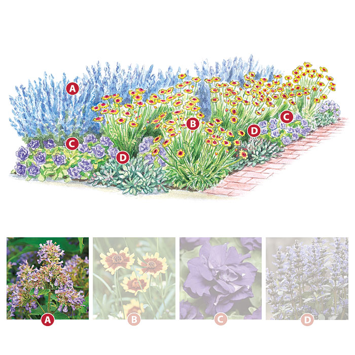 Catmint
Nepeta racemosa ‘Walker’s Low’
Type Perennial
Blooms  Deer-resistant blue-purple flowers from late spring to fall
Light Full sun
Size 18 to 36 in. tall and wide
Cold-hardy USDA zones 3 to 9
Heat-tolerant AHS zones 9 to 1