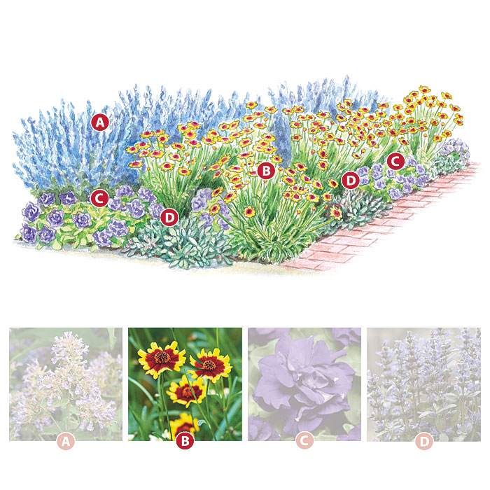 Coreopsis
Coreopsis ‘Salsa’
Type Tender perennial
Blooms  Small 1-in. daisy-shaped yellow flowers with a burgundy-red eye from summer to frost
Light Full sun
Size 12 to 18 in. tall, 18 to 24 in. wide
Cold-hardy USDA zones 9 to 12
Heat-tolerant AHS zones 1