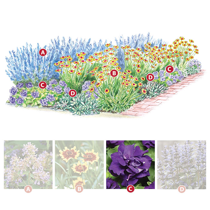 Petunia
Petunia Double Madness™ Blue
Type Annual
Blooms  Blue-purple double flowers on compact plants all summer
Light Full sun to part shade
Size 8 to 12 in. tall, 10 to 15 in. wide
Heat-tolerant AHS zones 12 to 1