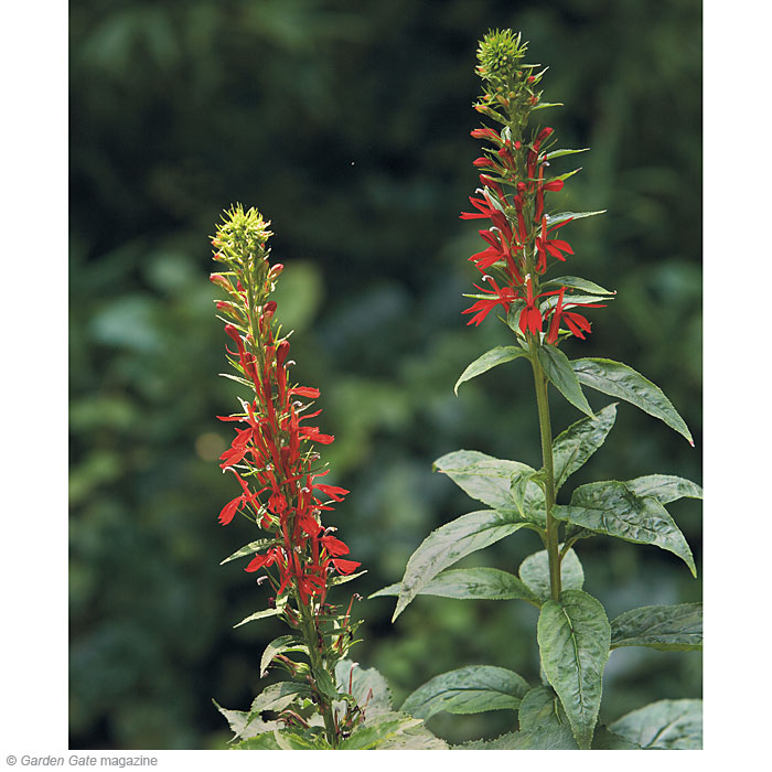 Cardinal flower  Lobelia cardinalis