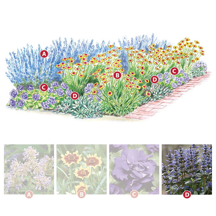 Bugleweed
Ajuga reptans Chocolate Chip (‘Valfredda’)
Type Perennial
Blooms  Spikes of blue flowers in late spring
Light Full sun to full shade
Size 4 to 6 in. tall, 10 to 24 in. wide
Cold-hardy USDA zones 3 to 9
Heat-tolerant AHS zones 9 to 1