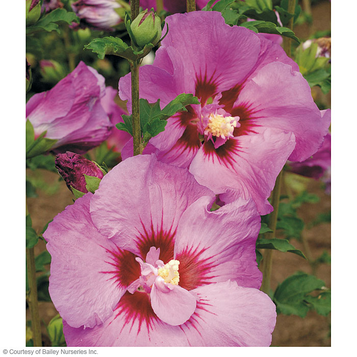 Rose of Sharon  Hibiscus syriacus