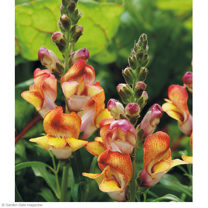Snapdragon Antirrhinum spp. and hybrids