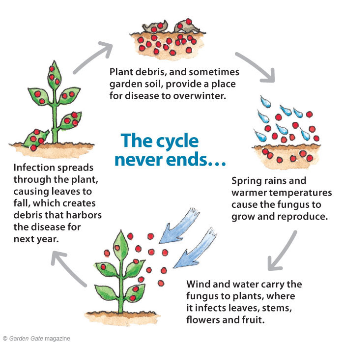Understand  fungal diseases